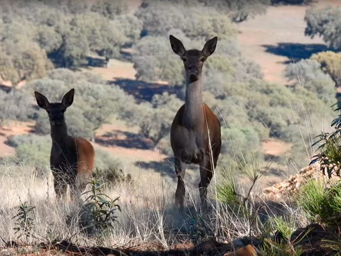 video spanish monterias