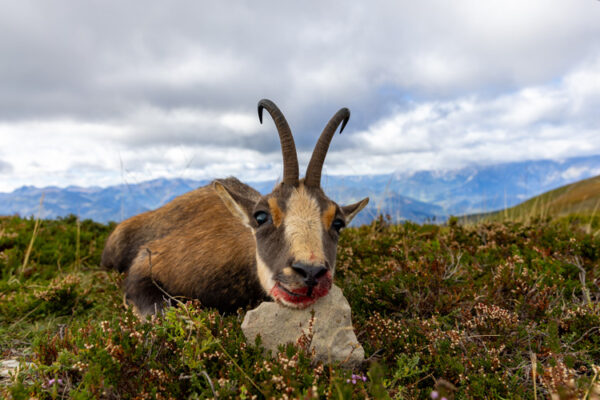 gold cantabrian chamois guided hunt