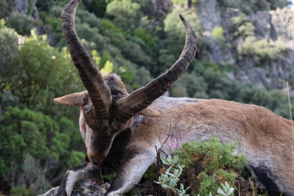 ronda ibex hunting