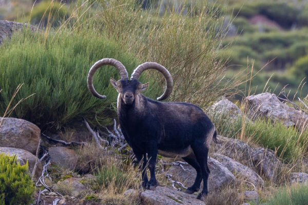 spanish ibex hunting