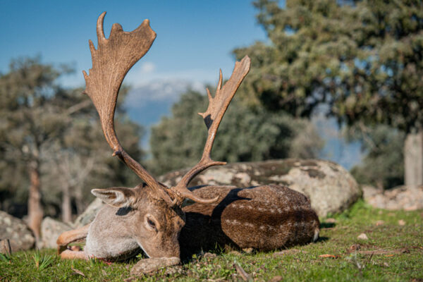 bowhunting fallow deer in spain