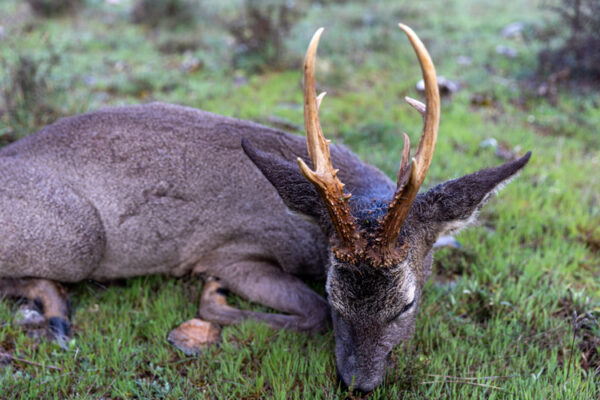 bowhunting gold roe deer in spain