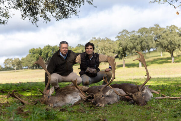 hunt fallow deer driven hunts