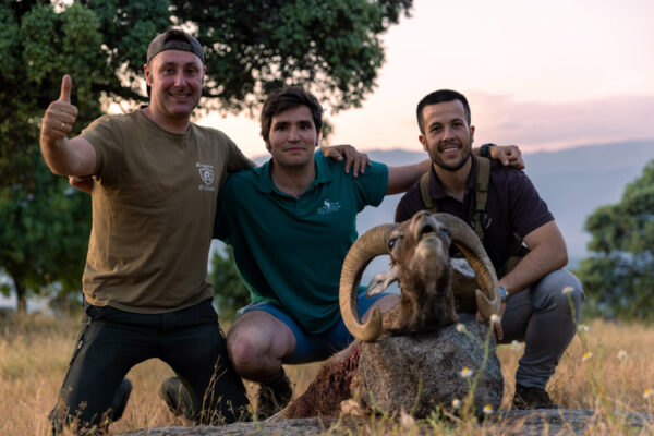 hunt silver mouflon in spain driven hunts