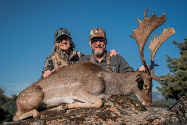 hunting bronze fallow deer in spain