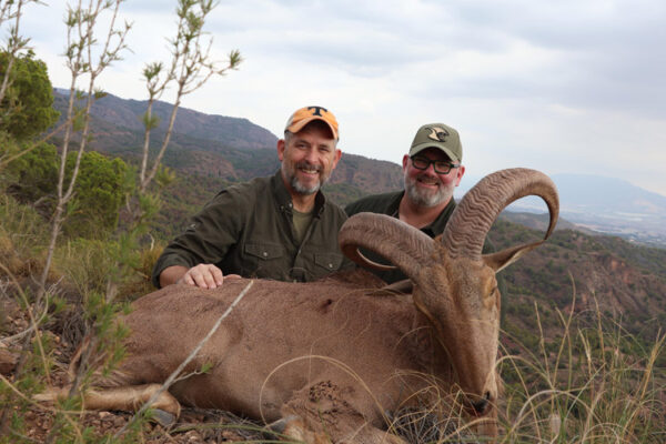 hunting gold aoudad in spain