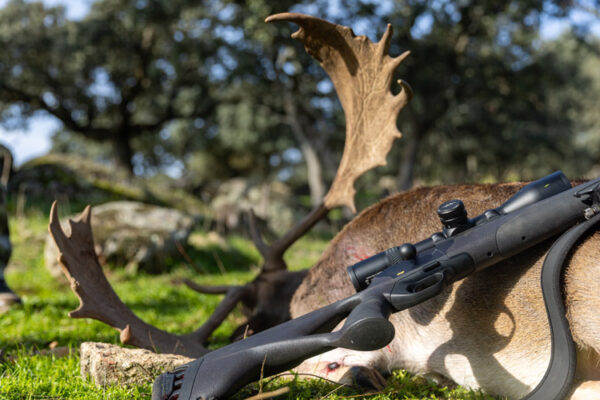 hunting gold fallow deer in spain hunting experience