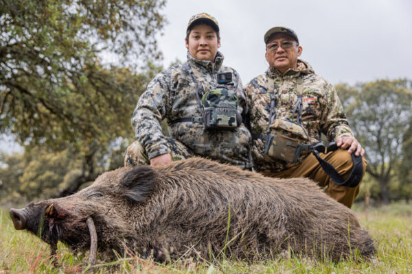 hunting gold wild boar in spain