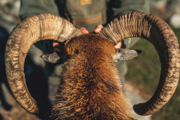 hunting mouflon in spain hunting experience