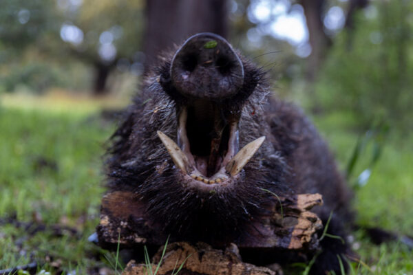 hunting silver wild boar in spain
