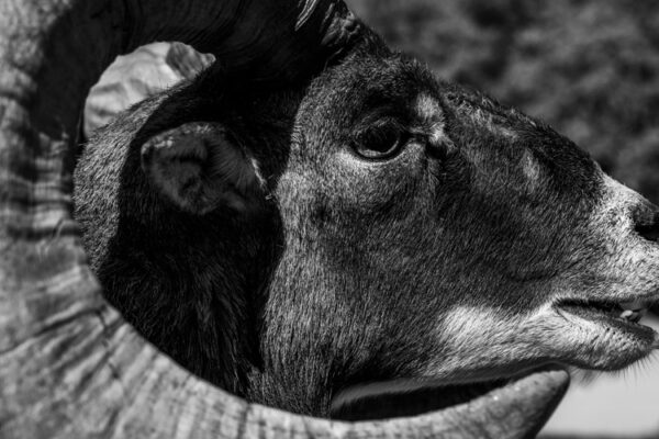 mouflon hunts in spain hunting trip