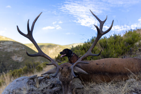 sci scoring gold red deer