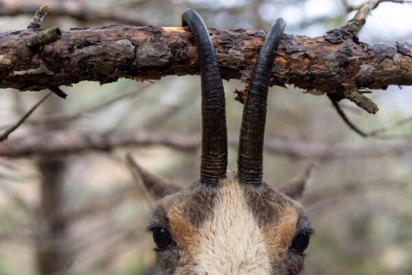 silver pyrenean chamois