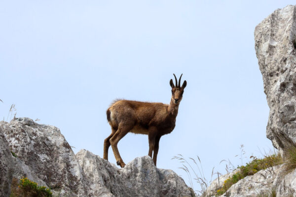 throphy hunting gold cantabrian chamois