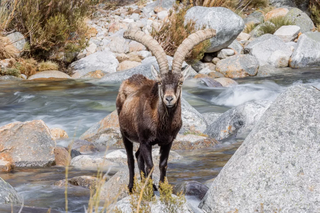 Fly fishing Madrid Spain – guided trout fishing experience