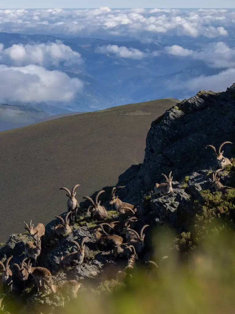 Spanish ibex